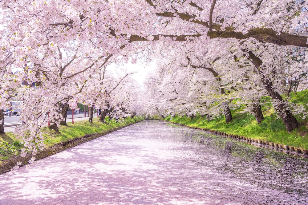 cherry blossoms over a river