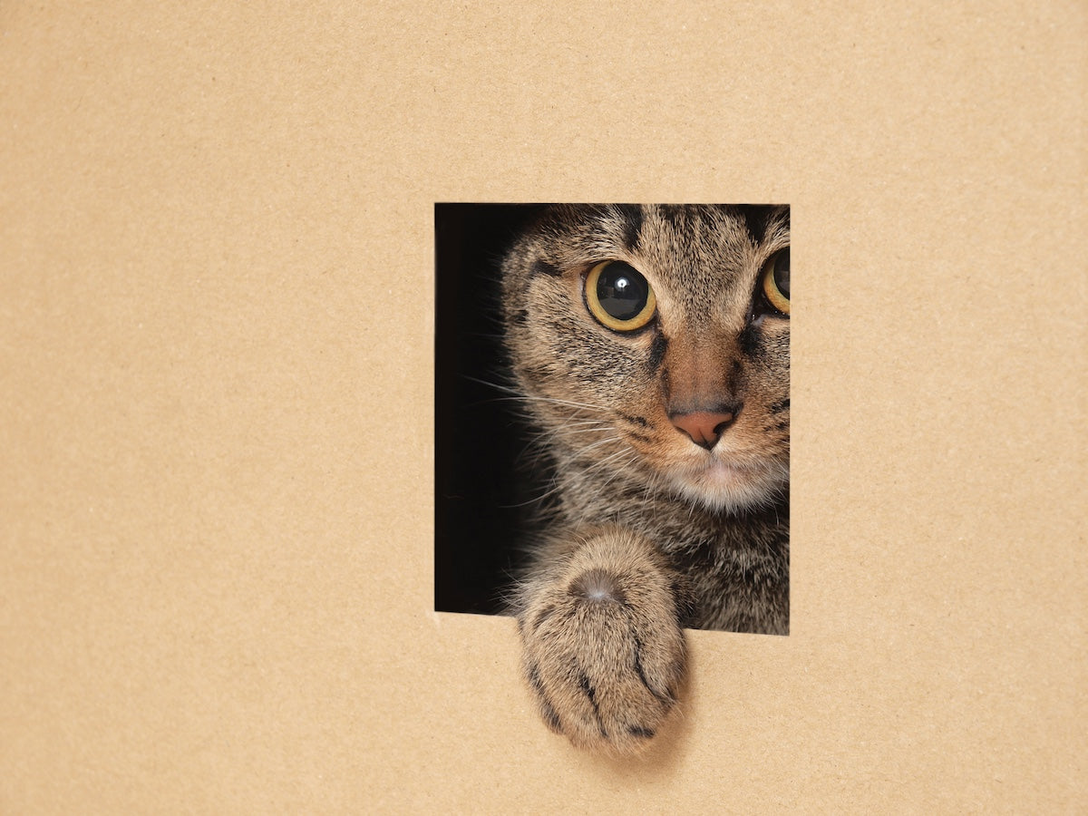 cat looking out of a box