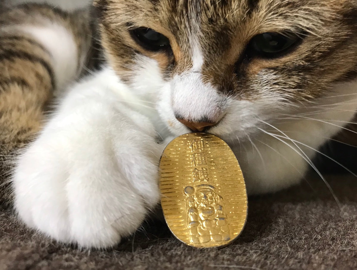 cat with gold koban