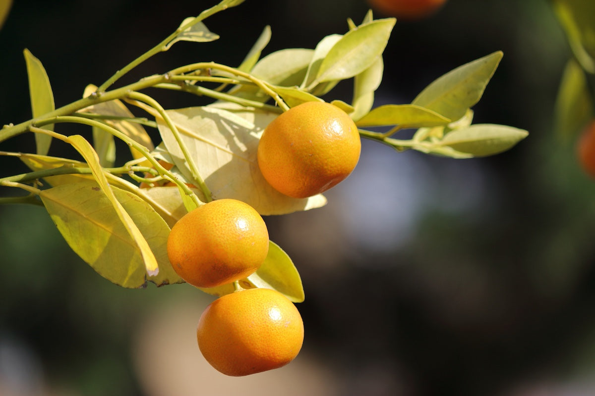 Citrus tachibana