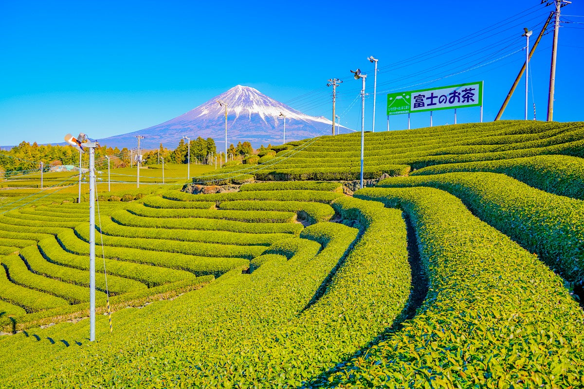 mount fuji tea fields japan