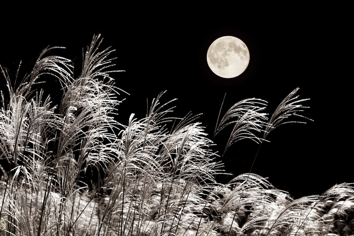 susuki and full moon