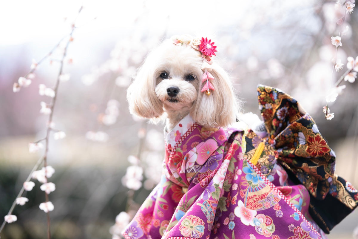white toy poodle in pink kimono in front of plum blossoms