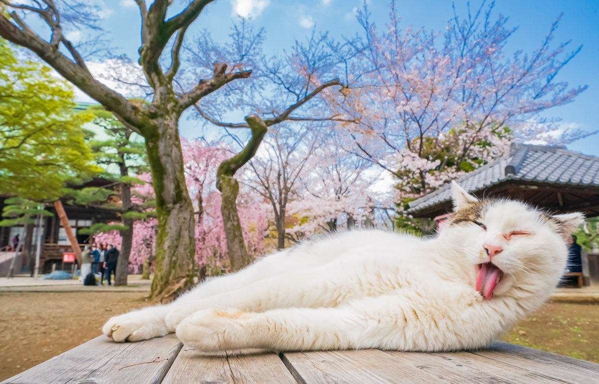 white cat sticking out its tongue
