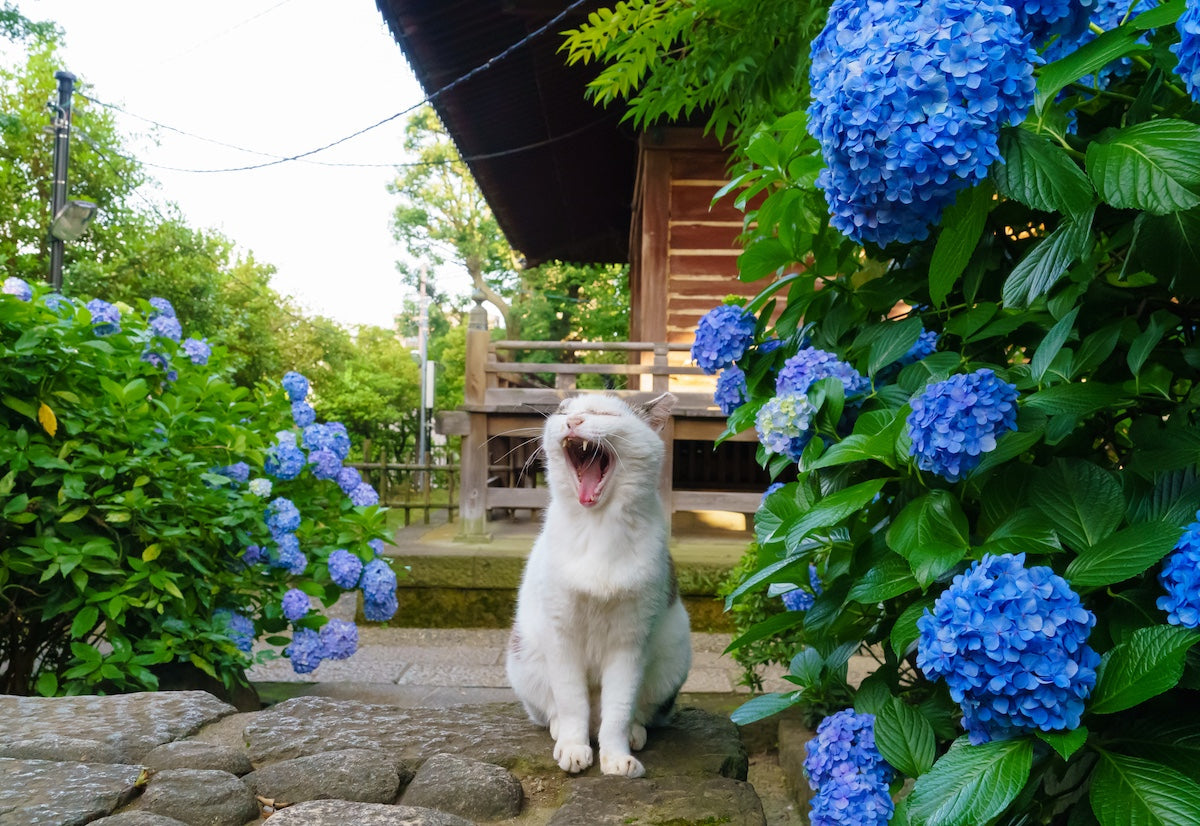 yowling cat among blue hydrangeas at a temple