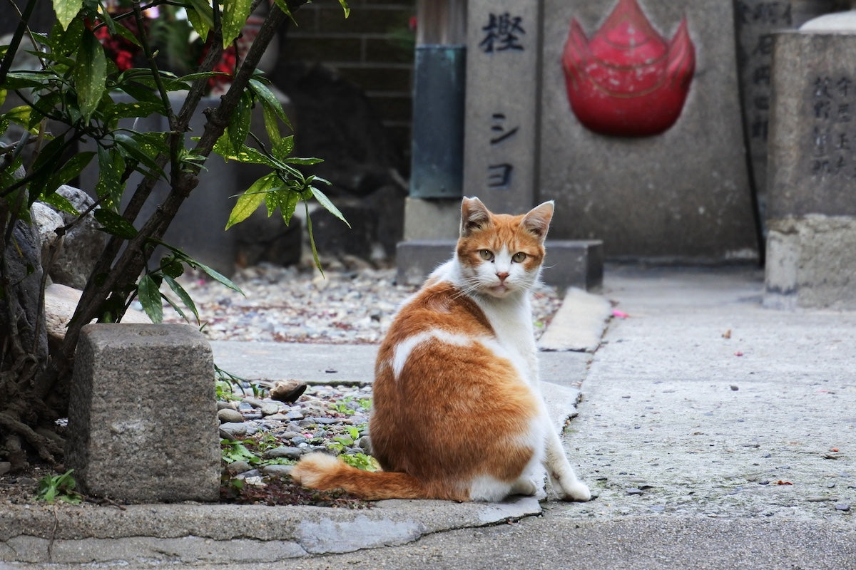 orange and white cat