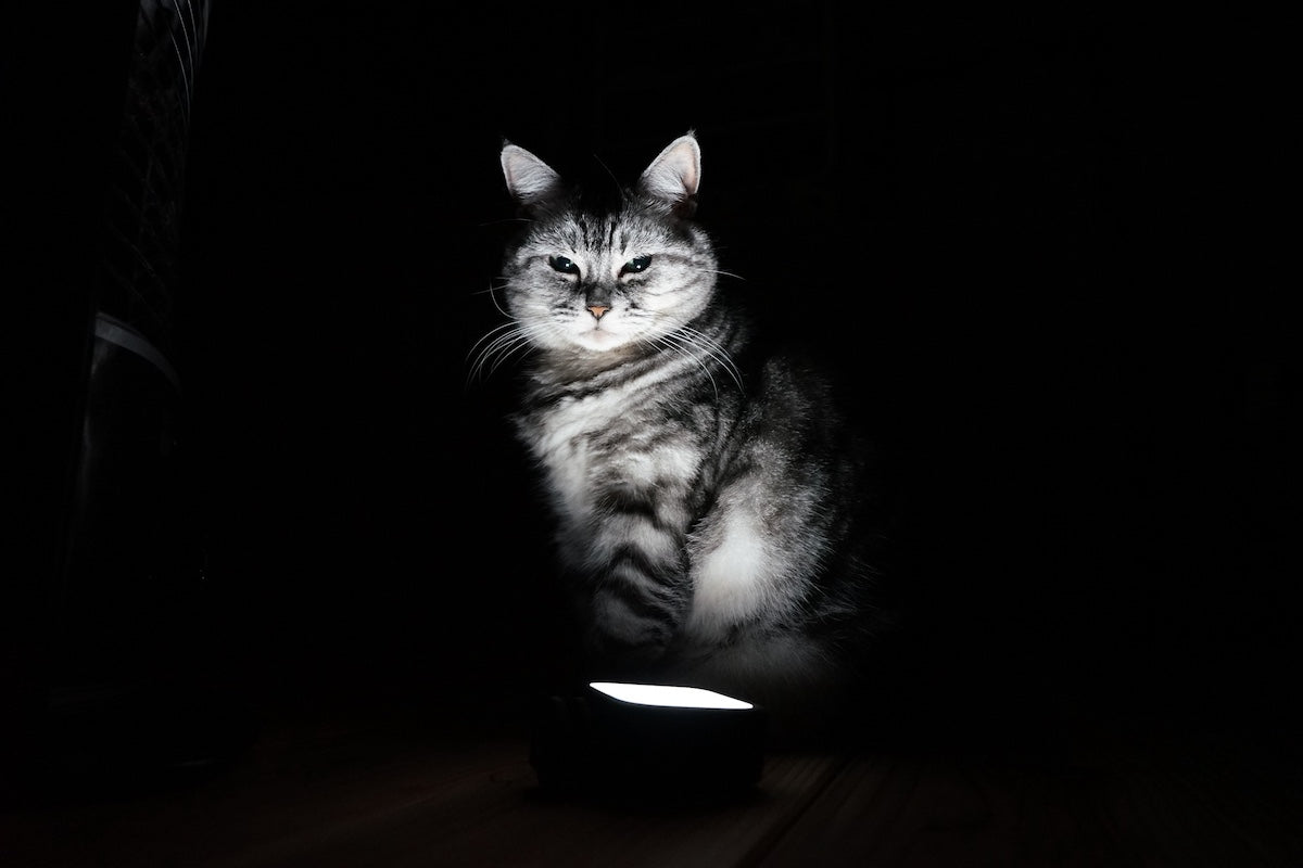 grey and white cat in darkness