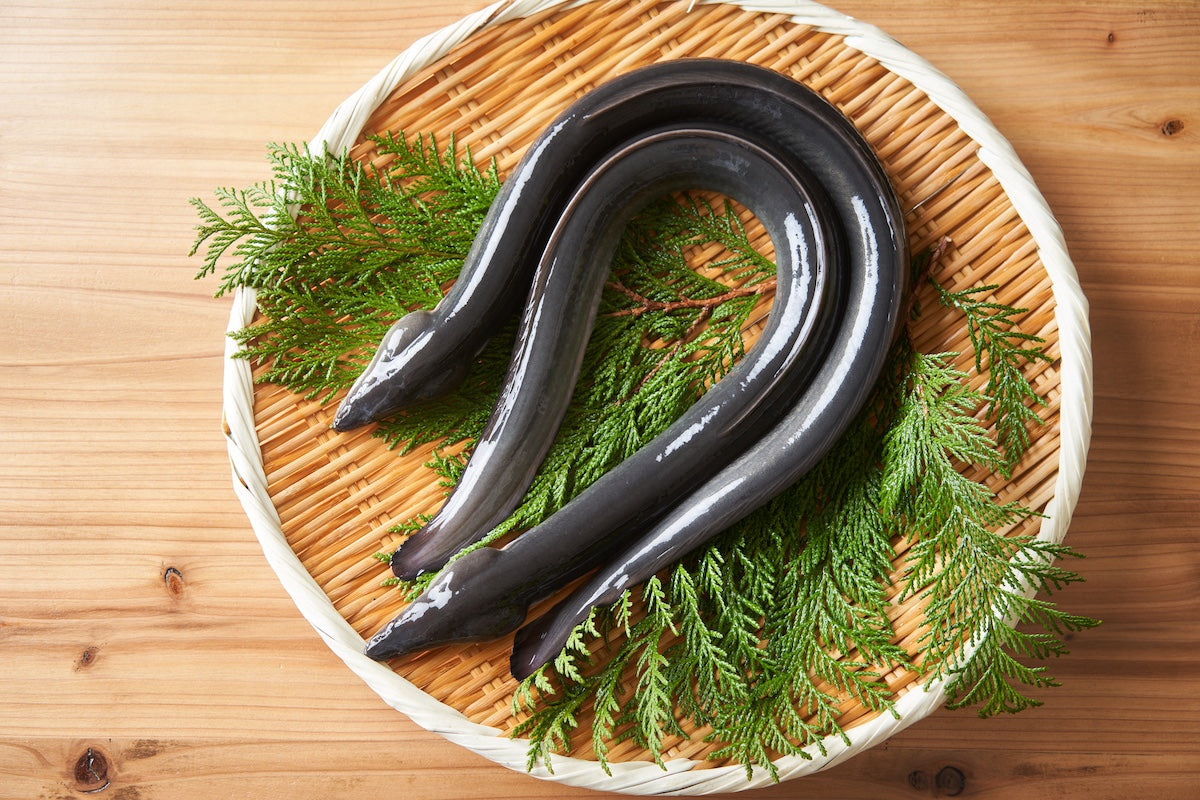 Oodles of Unagi: Japan’s Eel Shrines and Temples
