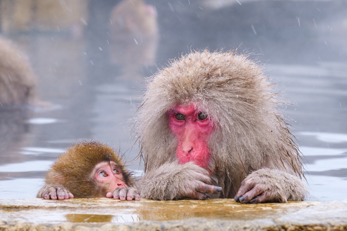 jigokudani monkey onsen 