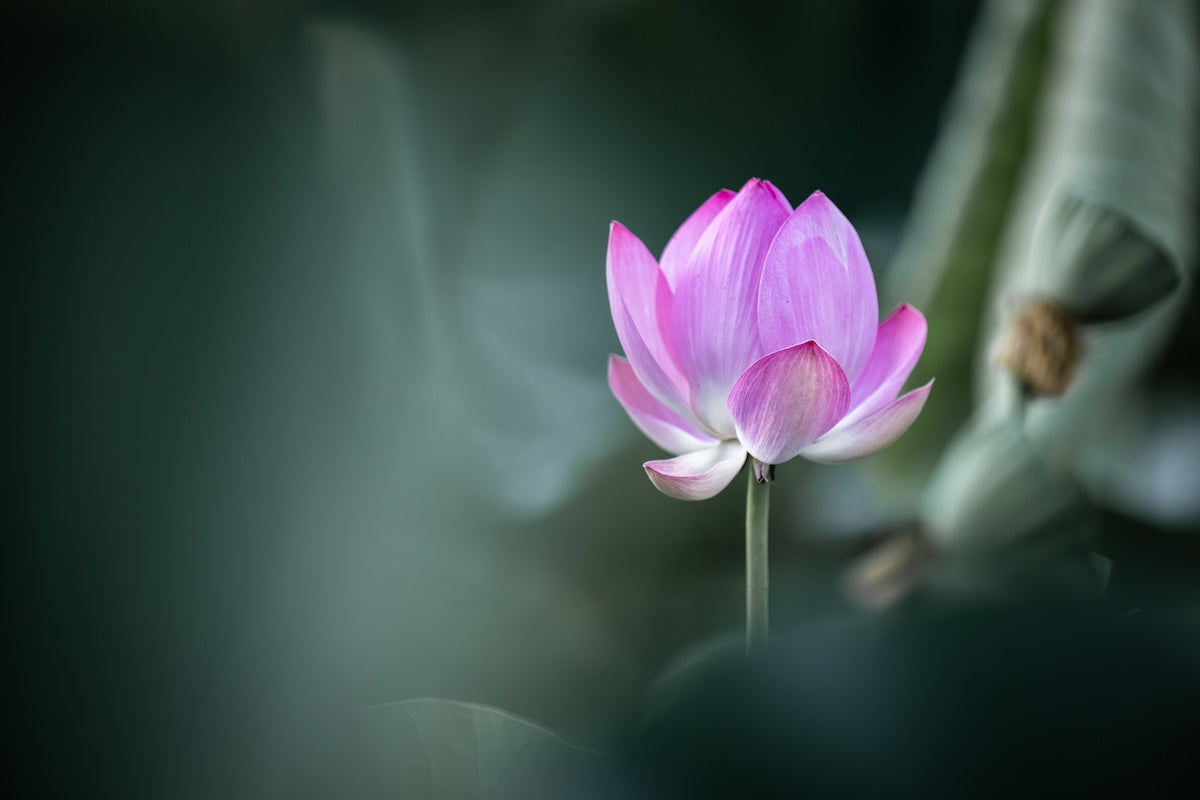 japan garden lotus