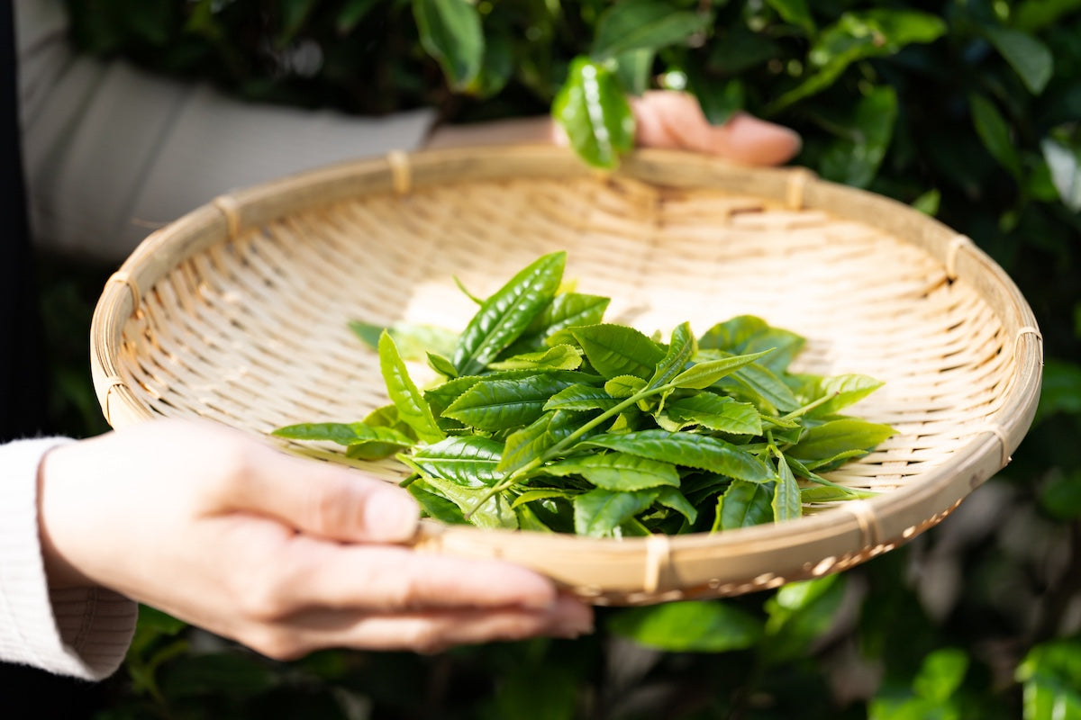 tea leaves in a bamboo basket