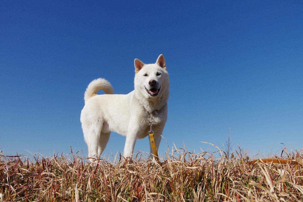 It’s a Dog’s Life: Japan’s Top Dog Shrines and Temples, Part 4